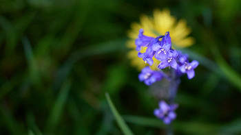 Bluebell close This macro photograph features a close-up of bluebells as the main subject, with their vivid purple-blue petals captured in sharp detail against a blurred background of green foliage and a soft yellow flower. The image was taken in the afternoon during the spring season, highlighting the fresh and vibrant growth typical of this time of year. As a detailed study of plants, the photograph emphasizes the delicate structure of the bluebells through the use of macro techniques, which bring out the intricacies of each blossom. The setting showcases natural springtime flora without any prominent landmarks visible, creating a focused visual celebration of native plants and bluebells in bloom.